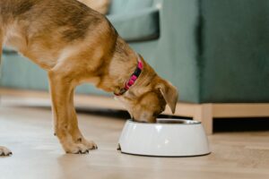 Read more about the article How To Feed Your Dog – 10 Essential Dog Feeding Tips Every Pet Owner Should Know