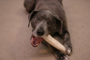 Read more about the article Destructive Dog Chewing? Here’s How to Fix It Fast!
