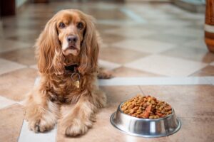 Read more about the article Vet-Approved Homemade Dog Food- Every Pup Will Love!