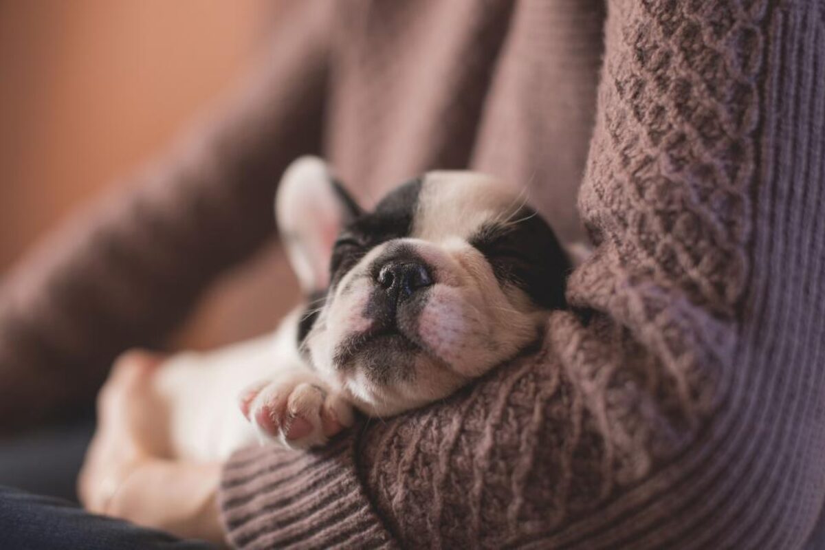 New Puppy Care Tips -Week by Week Plan