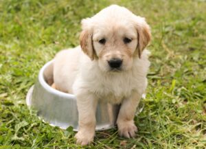 Read more about the article How to Potty Train Your Dog or Puppy- 7 Quick Tips