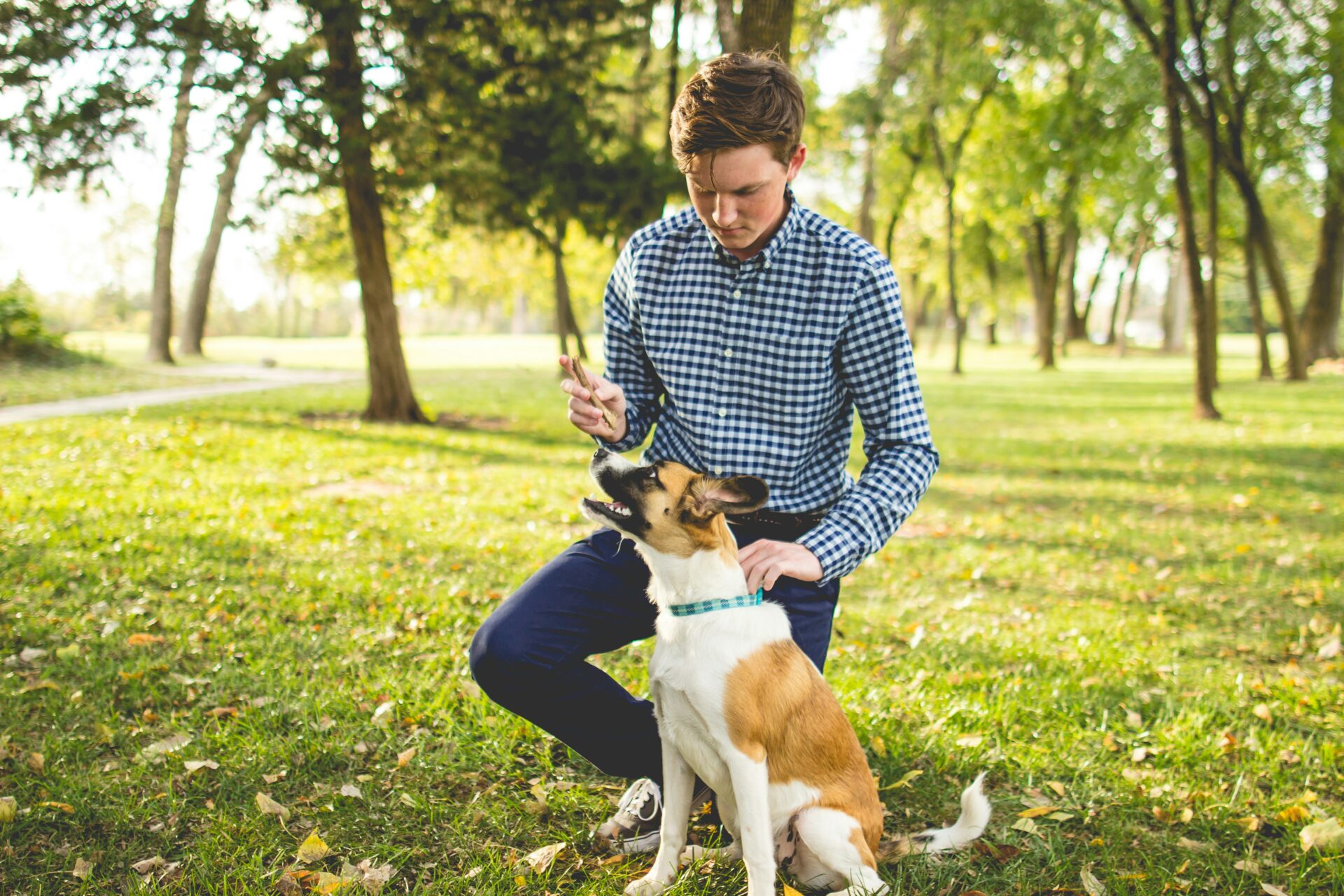 dog commands and hand signals for beginners