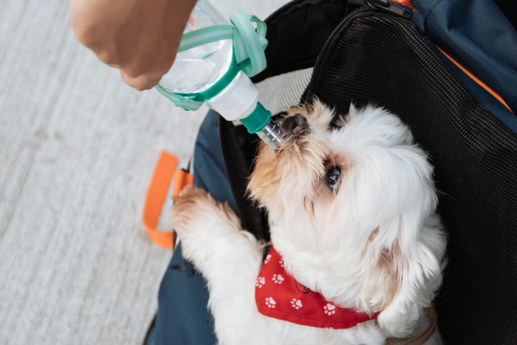 dog drinking water