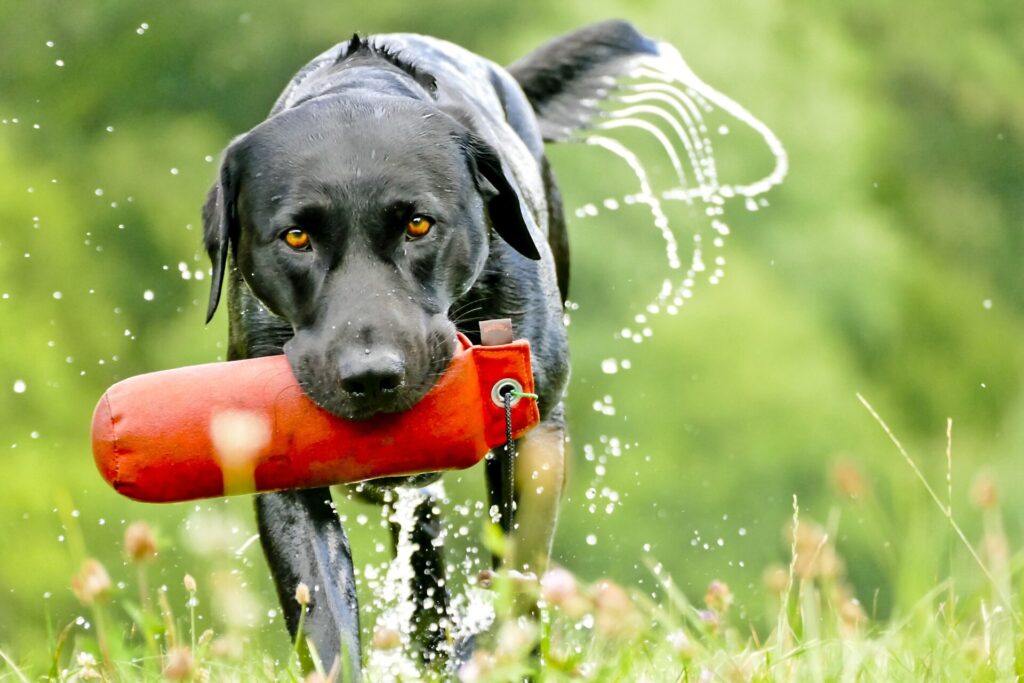 Food dispensing toys dogs
