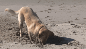 Read more about the article Dogs and Digging: 8 Reasons They Can’t Resist