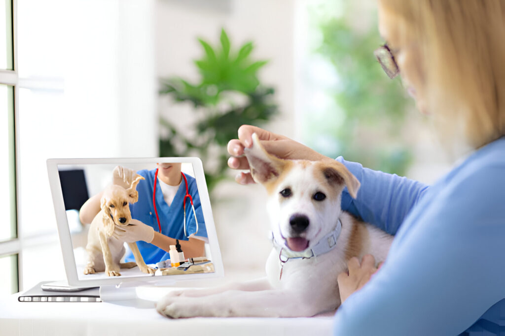 Virtual Vet Consultations