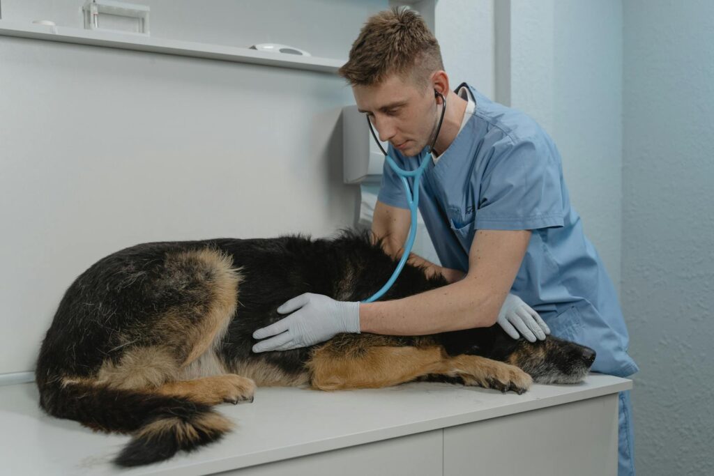 dog vet checkup